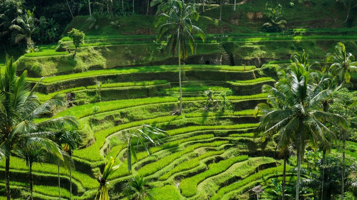 Rice terraces at first light, Bali